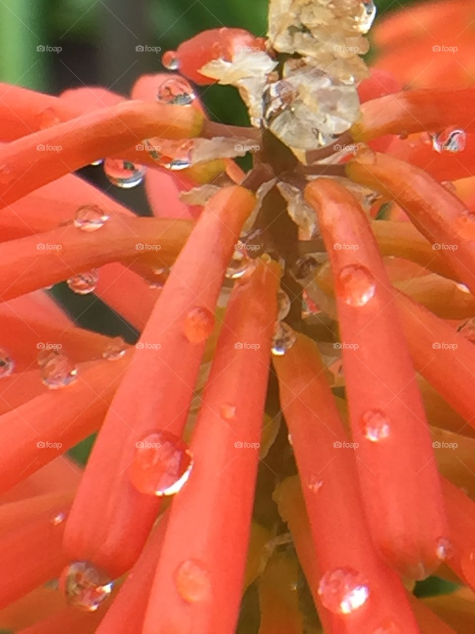 Red Hot Poker/ Knifophia/ Torch Lily 