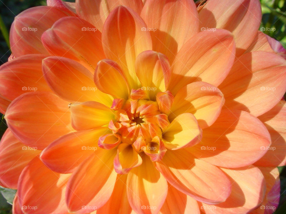 flowers nature macro orange by kshapley