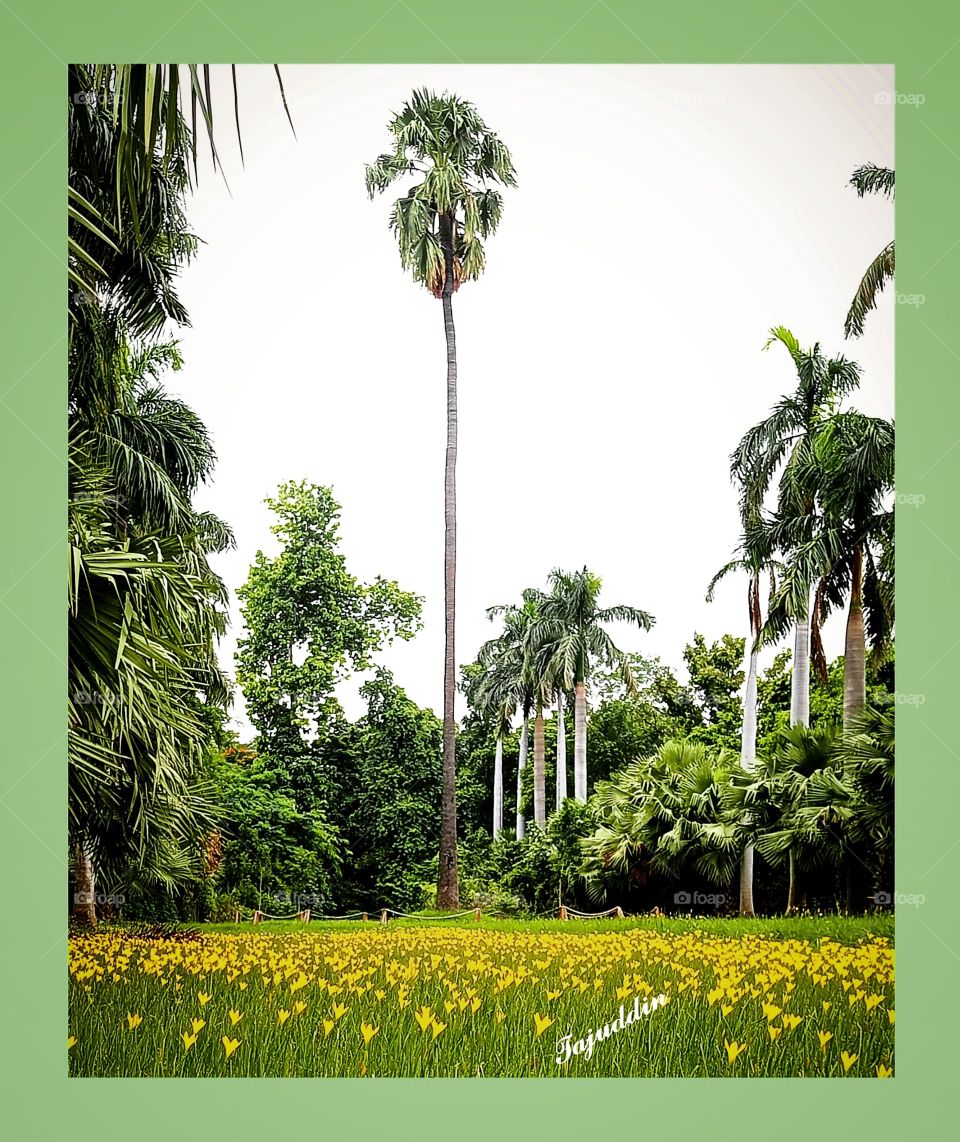 Aligarh muslim university