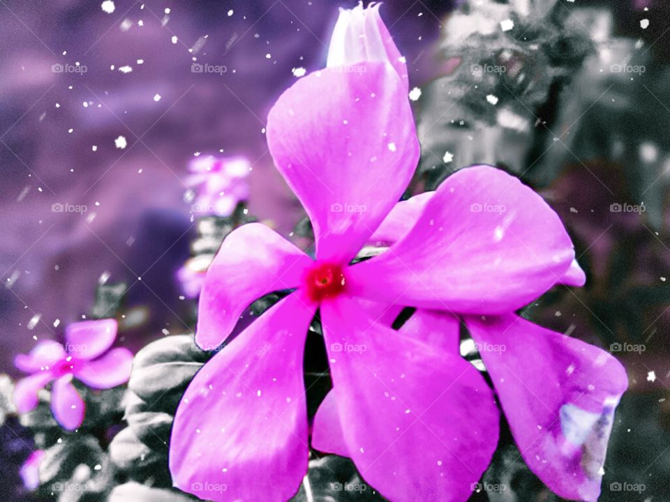 snow flurry on beautiful flower looks amazing