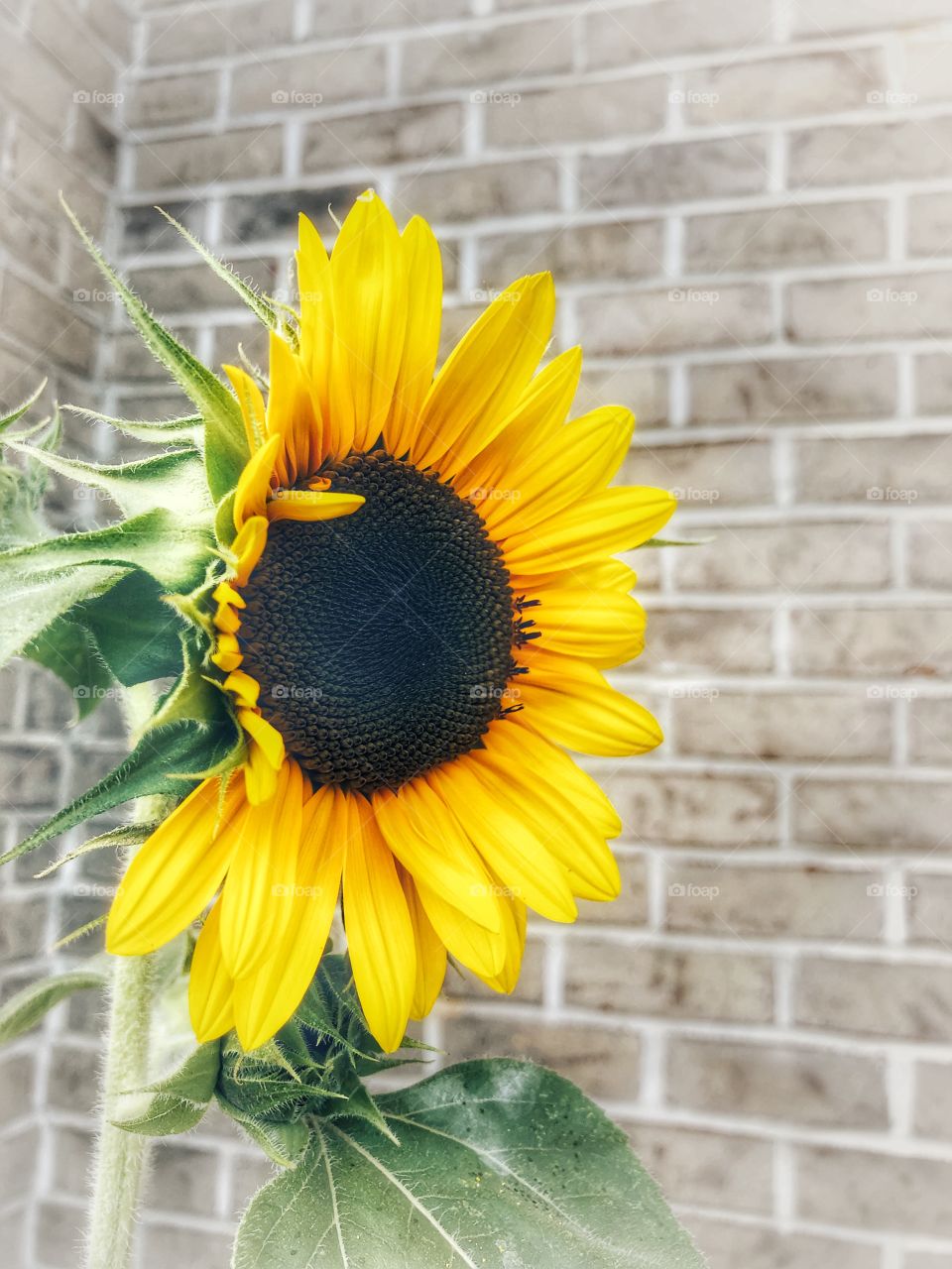 Sunflower just bloomed 👏🏻