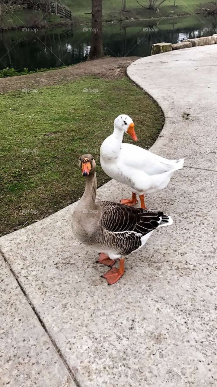 Up close & personal with the ducks 