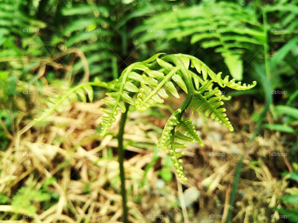 View of beautiful young ferns growing.