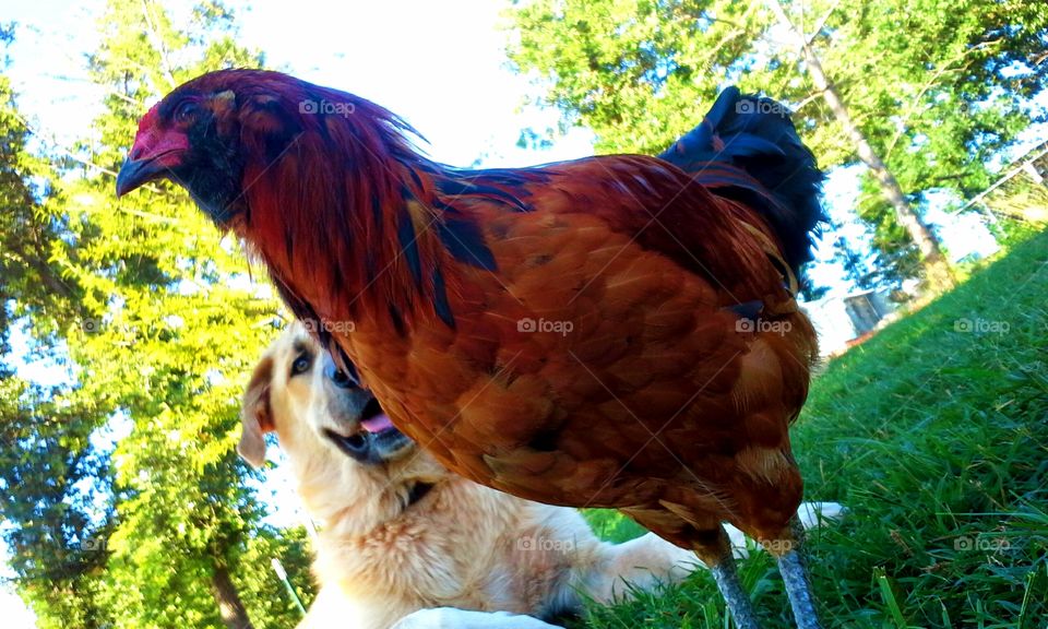 The Mighty Rooster