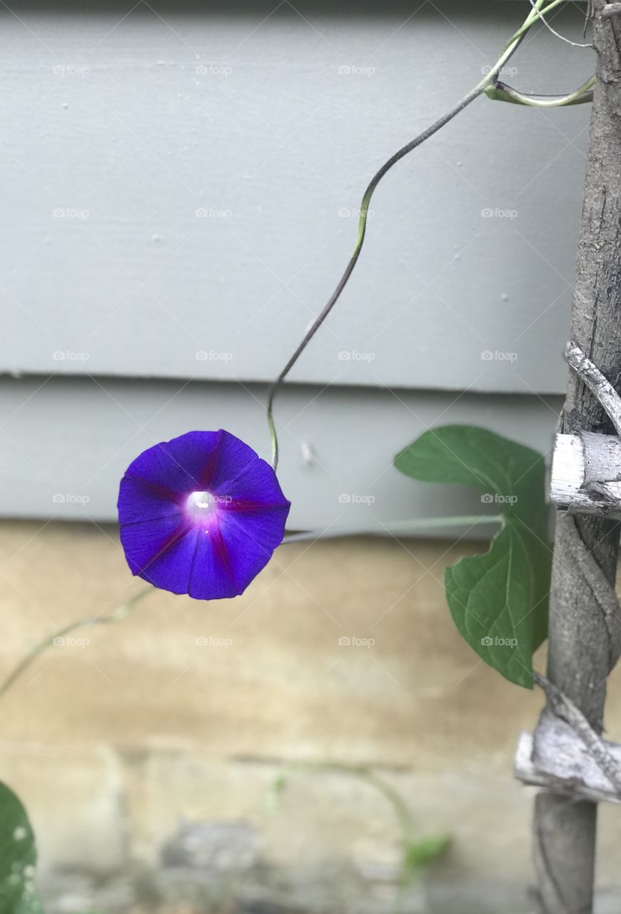 Ipomoea purpurea (common morning-glory) 