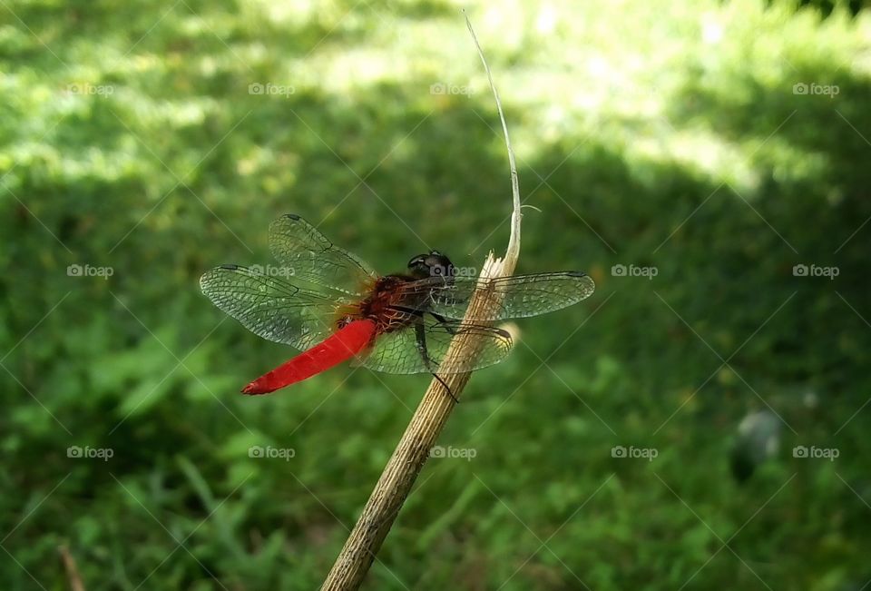 dragonfly