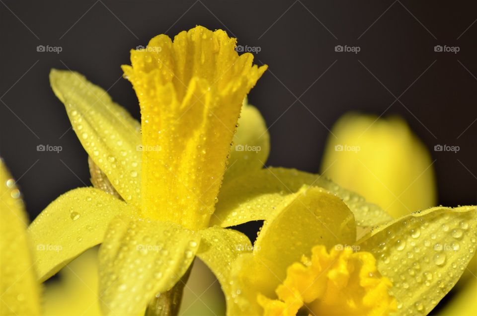 Daffodils - spring flowers.