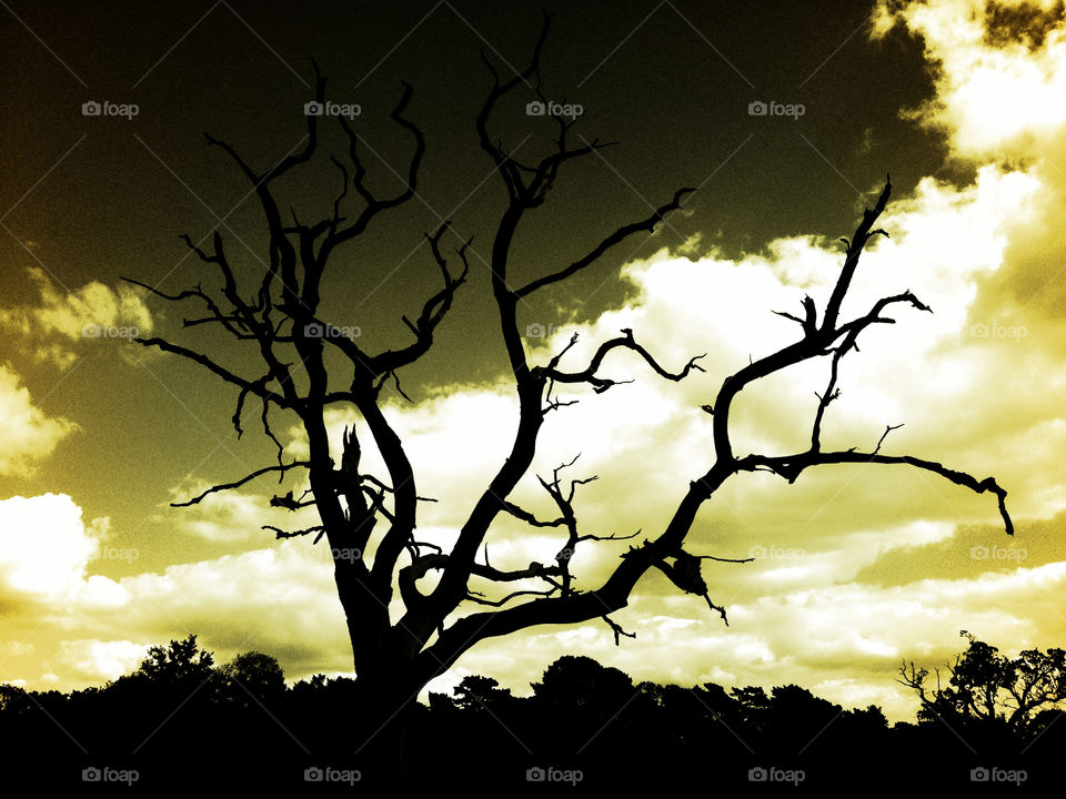 sky tree clouds old by dannytwotaps
