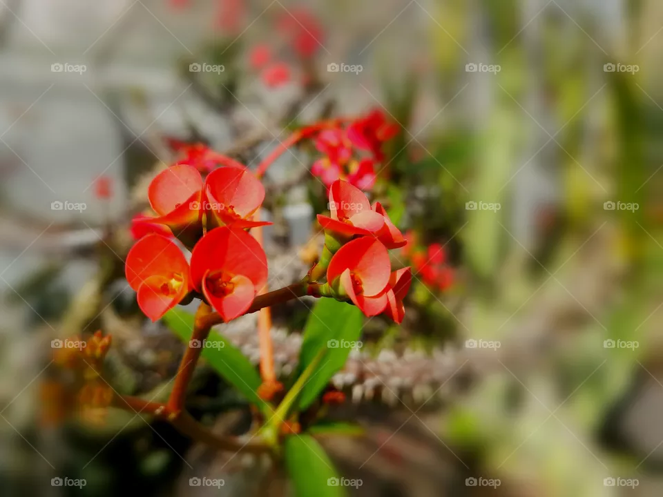 Flower