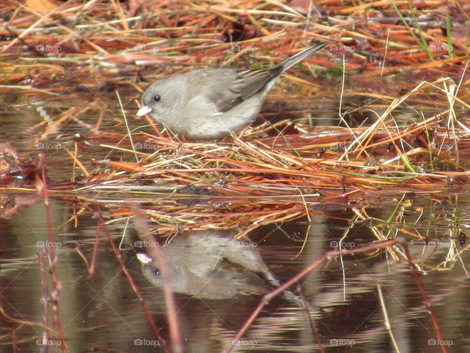 Juncos reflection