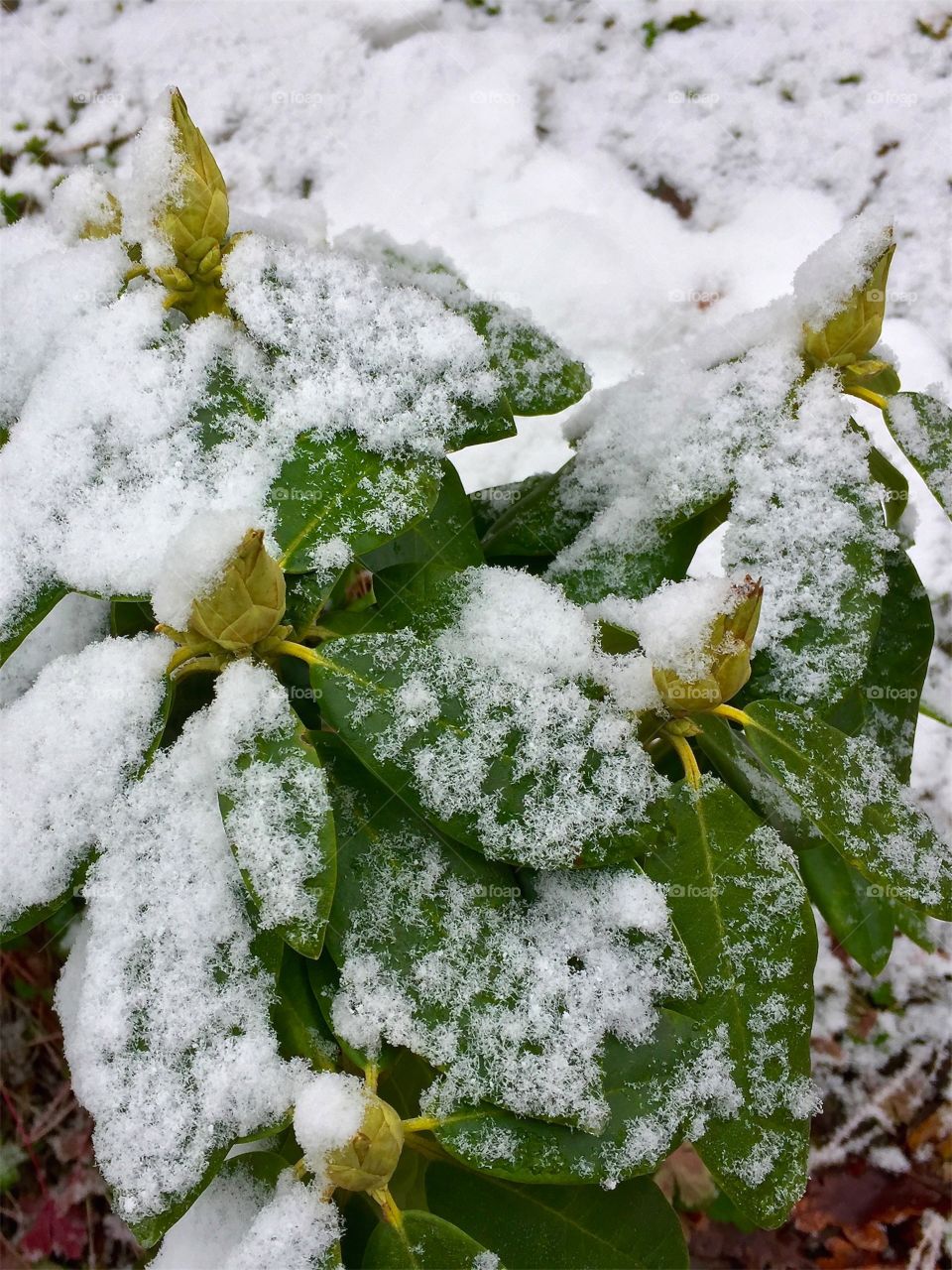 Rhododendron bush that grows in the flowerbed with snow in winter in March in Sweden.