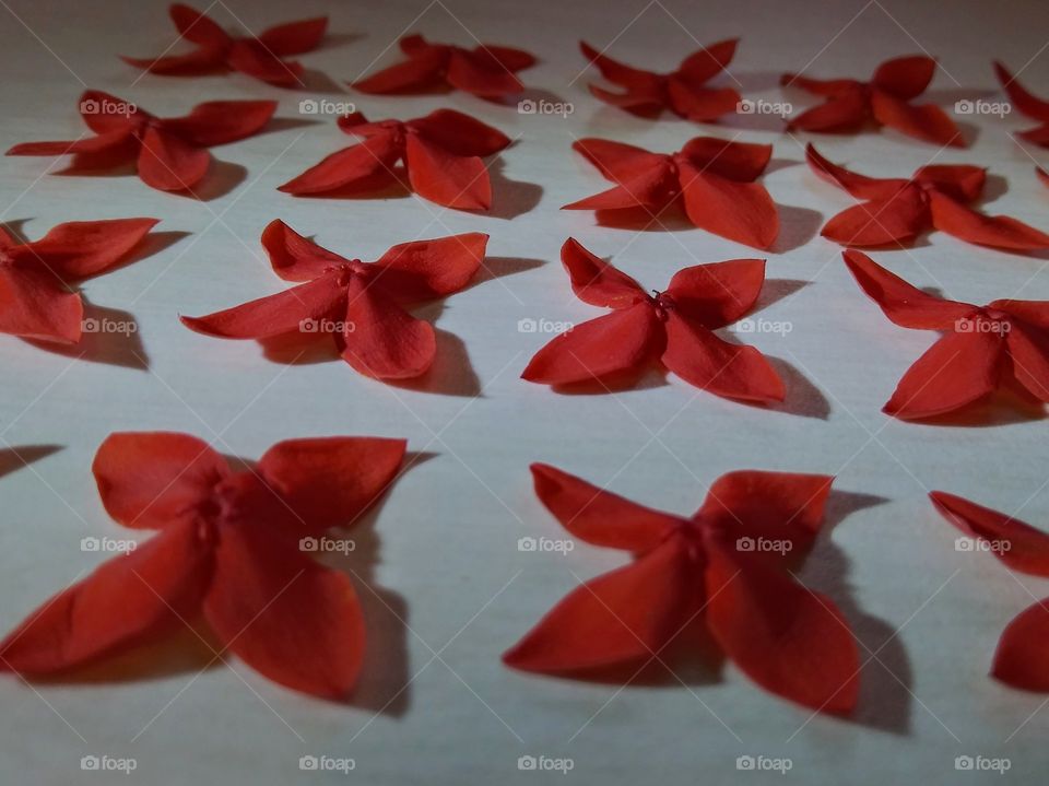 A bunch of small red flowers neatly lined up.