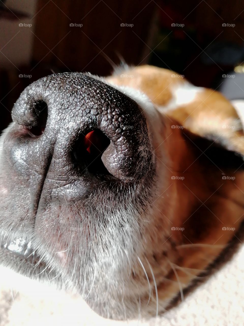 nose black dog