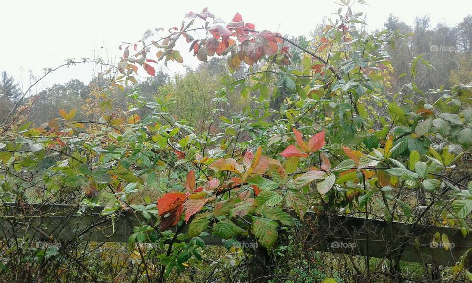 Autumn Colors & Rain