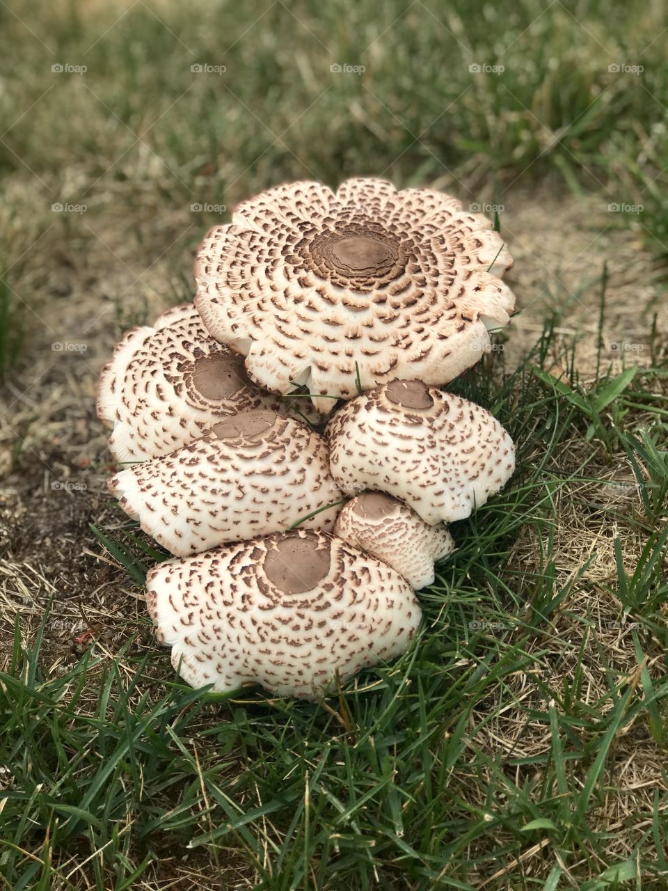 Flat Mushrooms 