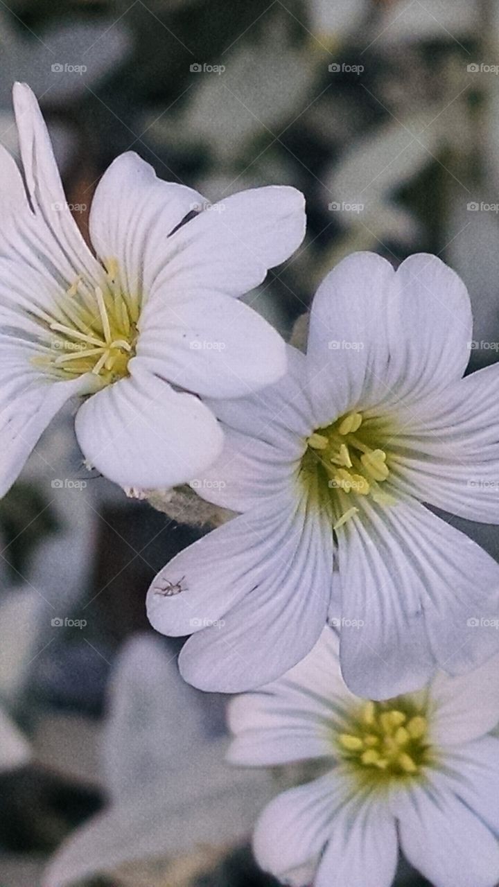 Delicate beauty in miniature form