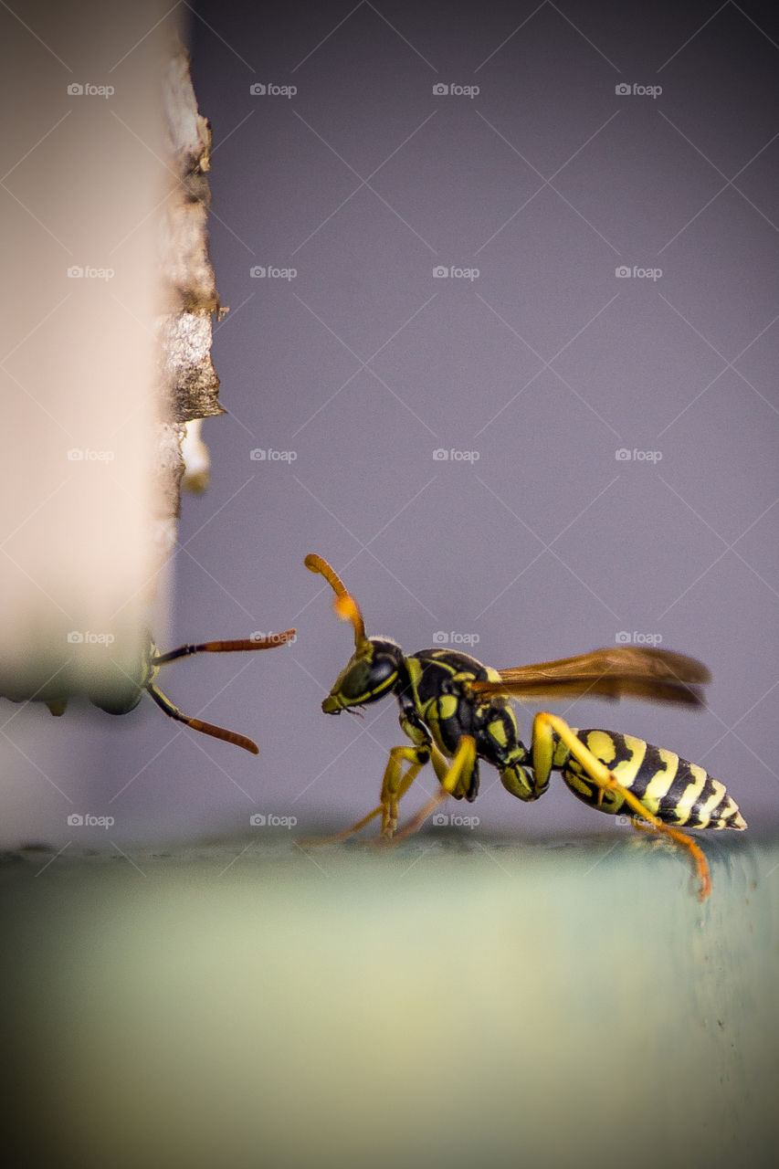 Close up wasp