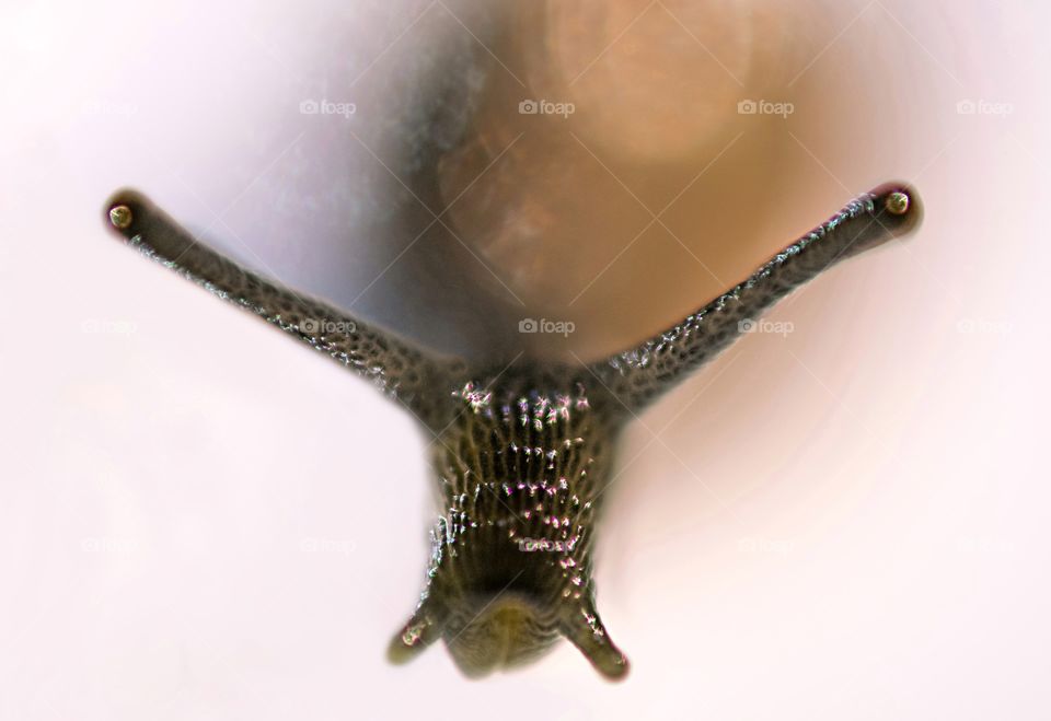 Macro of Snail isolated against white background