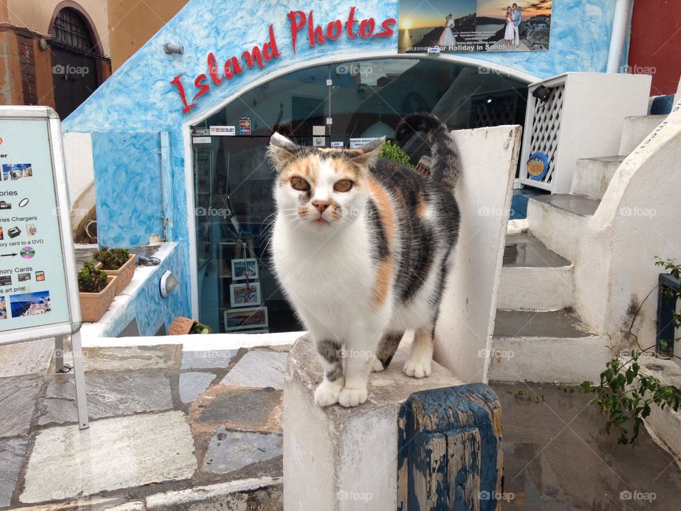 Cat, Portrait, People, Street, One