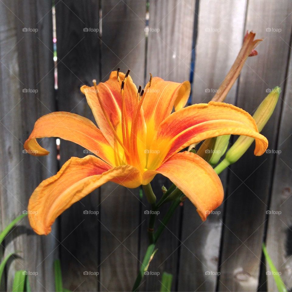 Tiger Lily & Weathered Wood. A single Tiger Lily bloom against a weathered wood fence.