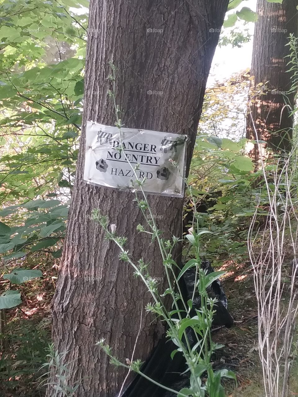 danger sign on tree
