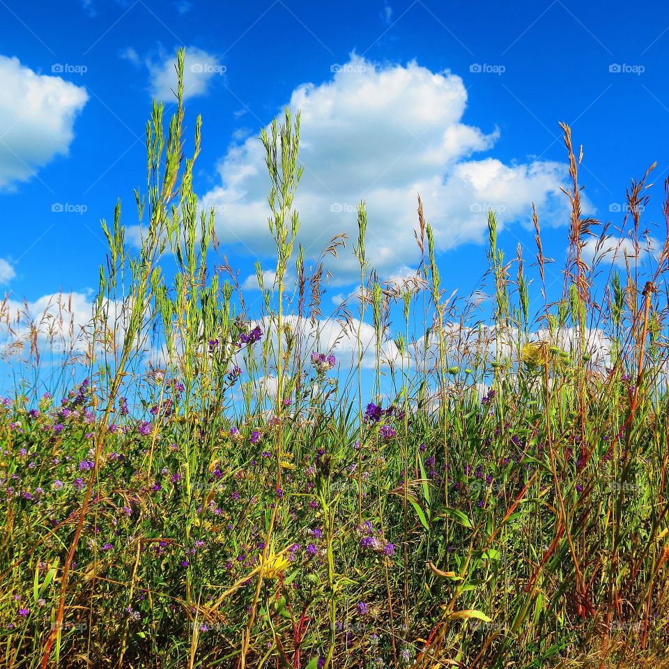 Wildflower frenzy 