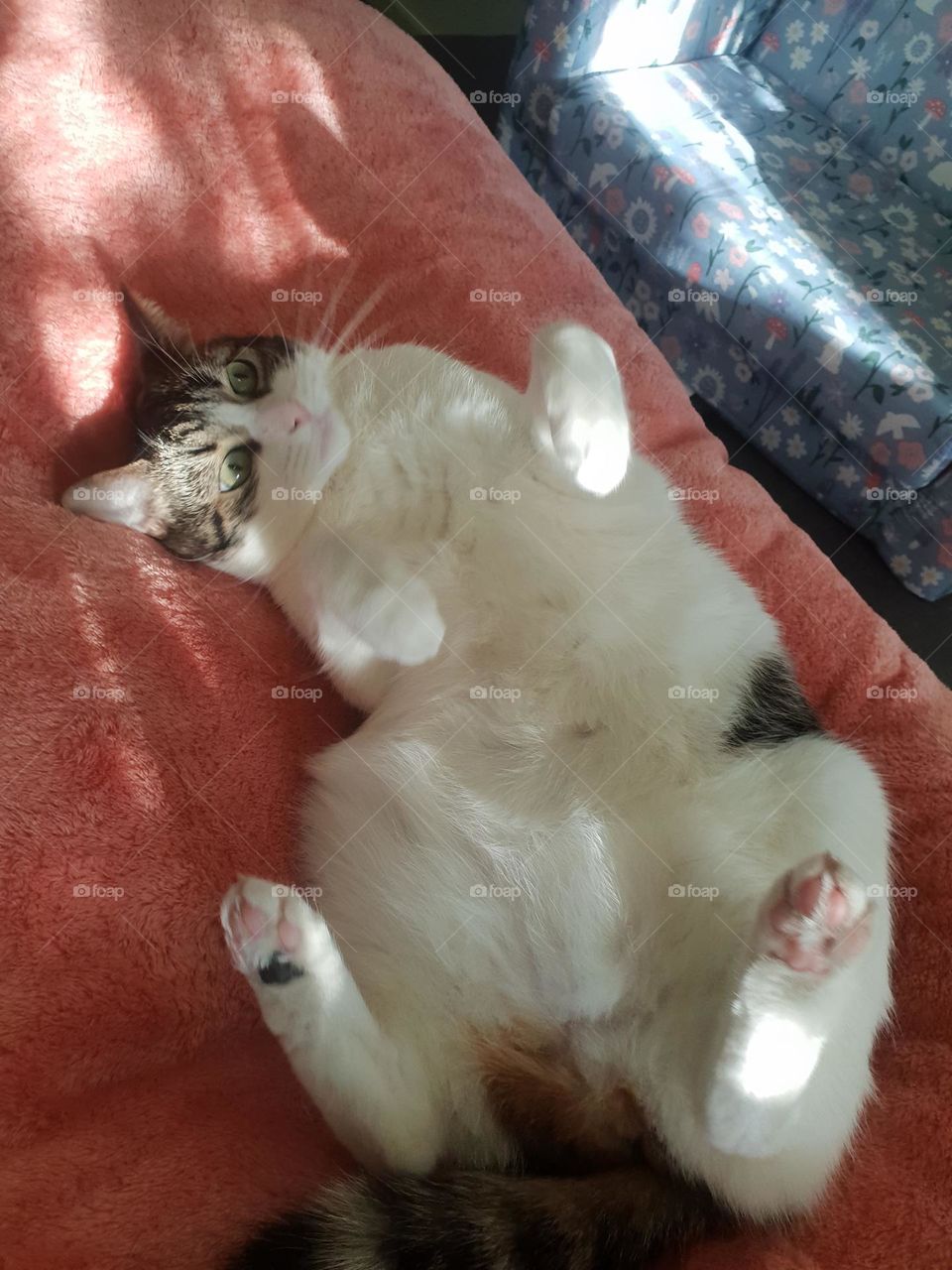 cat's greatest trust