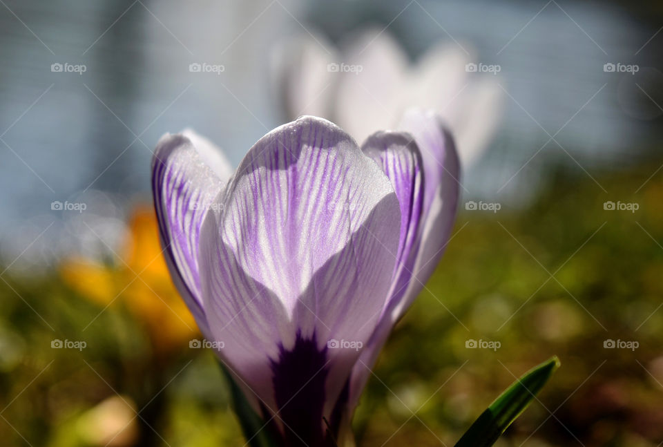 Close-up of flower