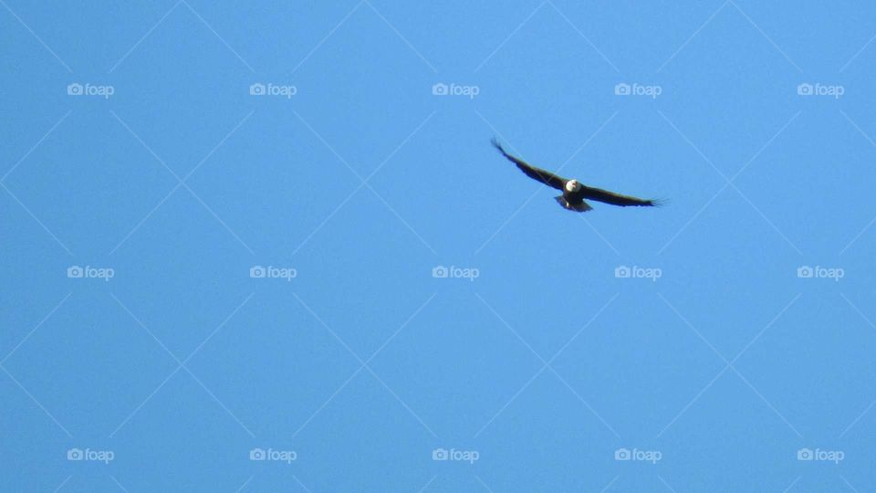 Bird, Flight, Sky, Air, Airplane