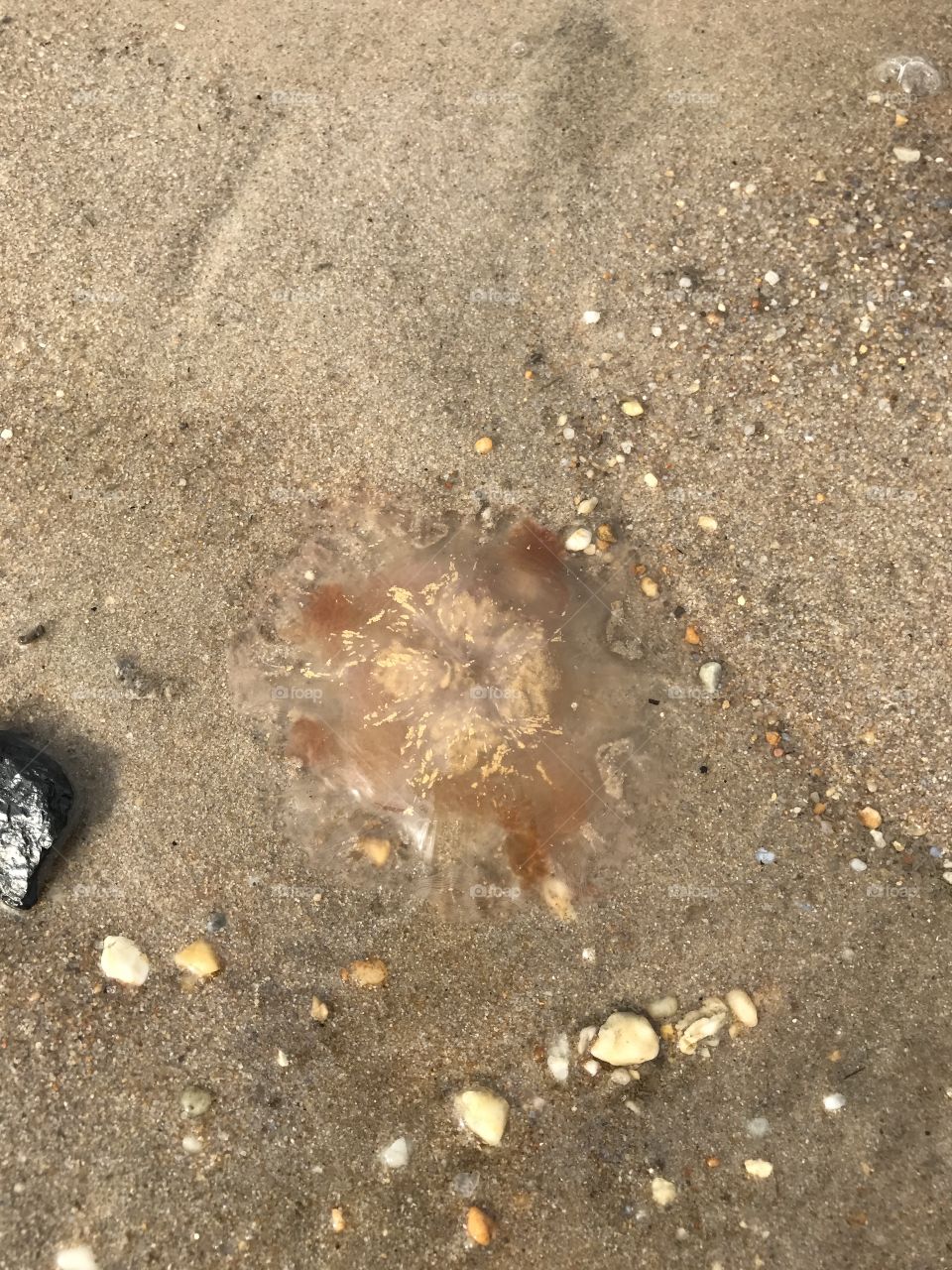 Jellyfish 