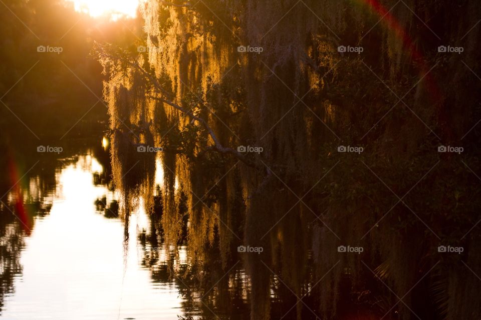 Tree in water