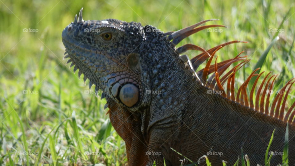 older iguana