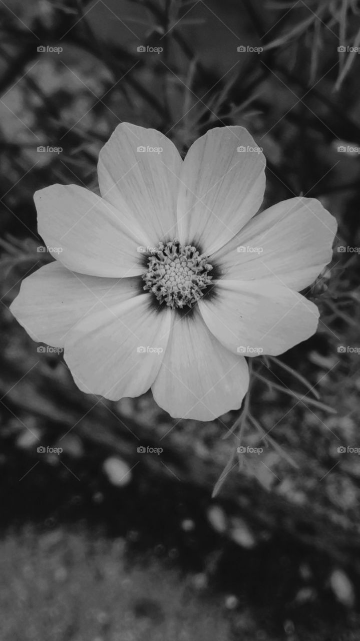 Single Flower in black and white