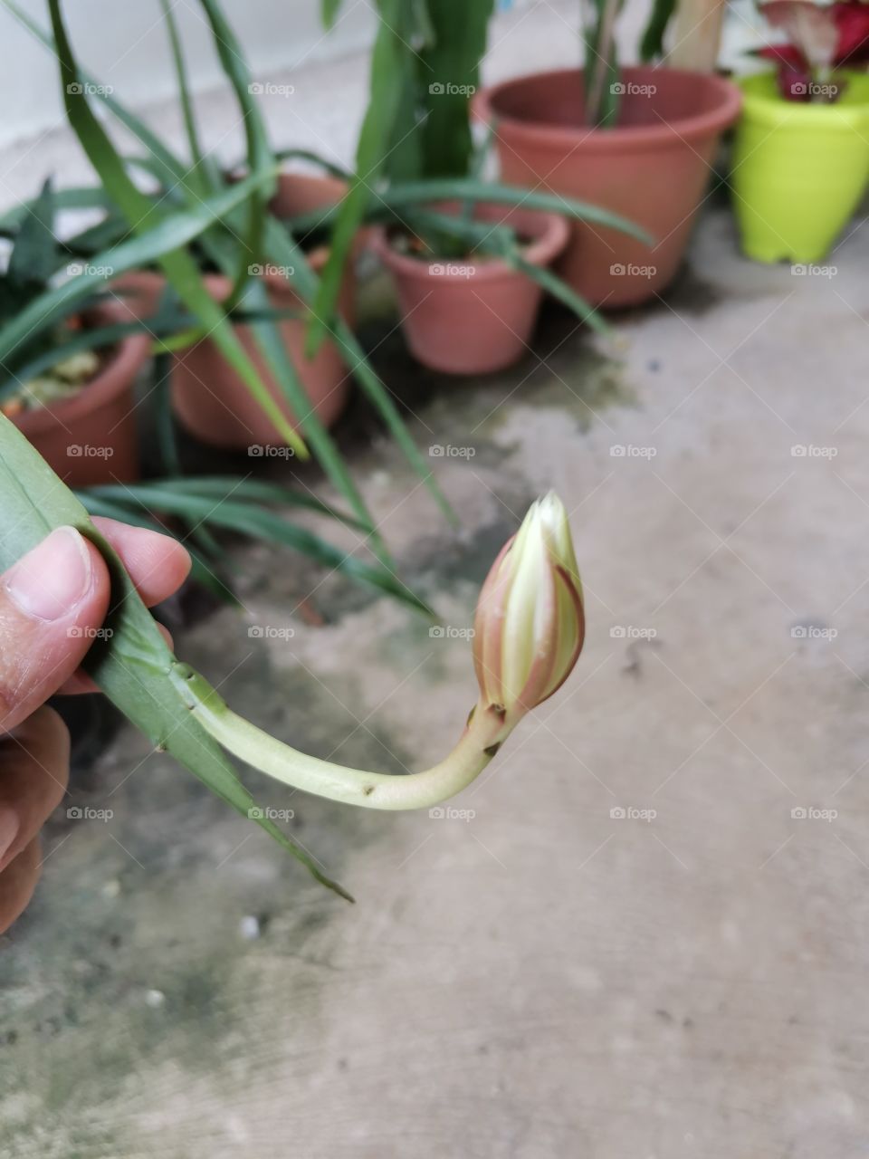 Beutiful flower