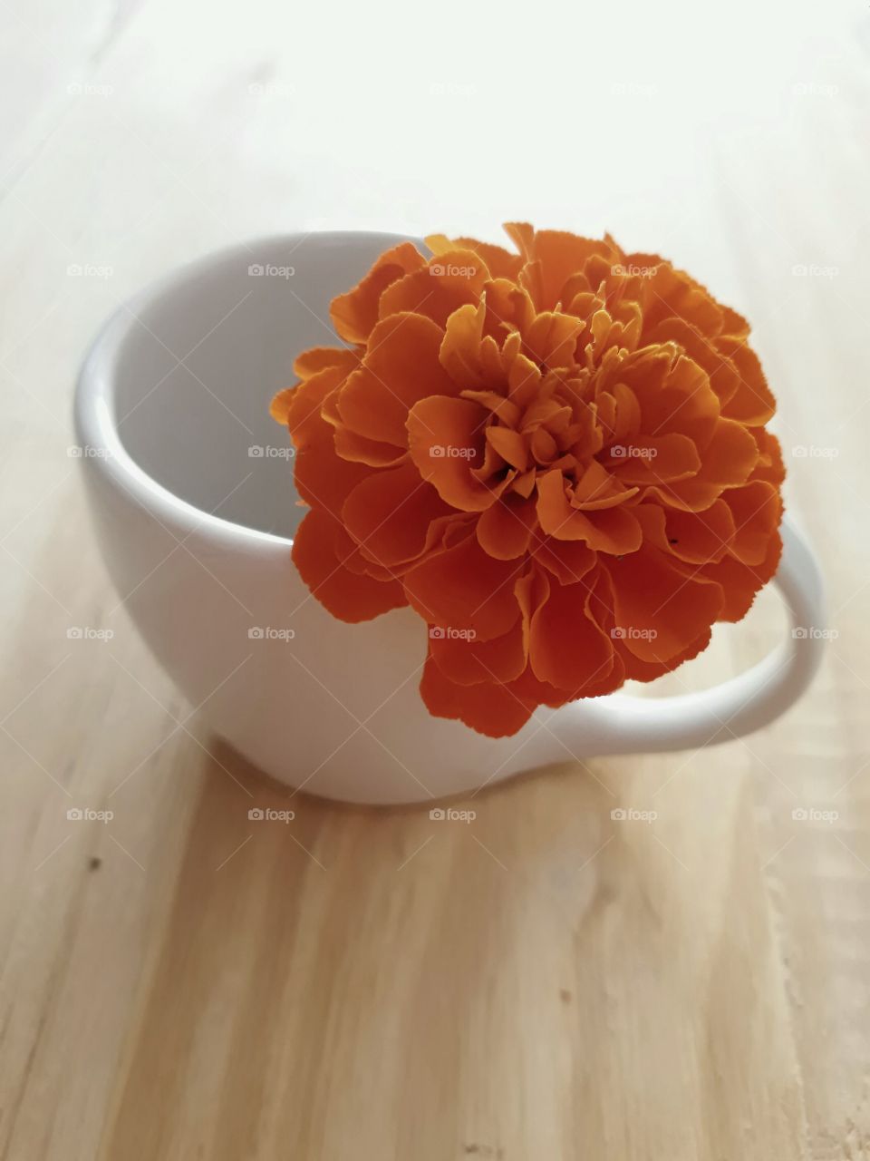 cup flower