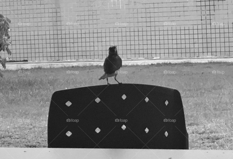 Blackbird watching the rain