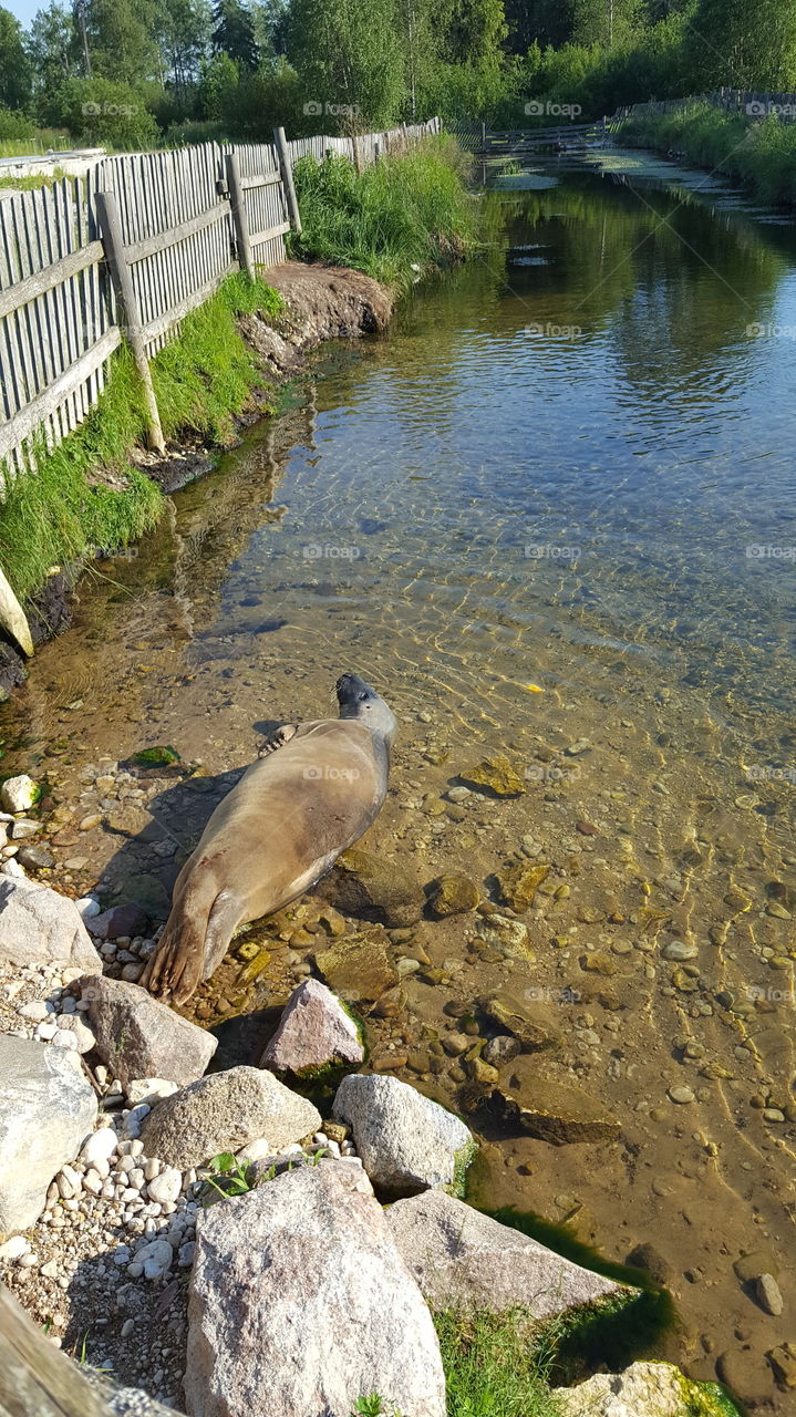 Seal sunbathing