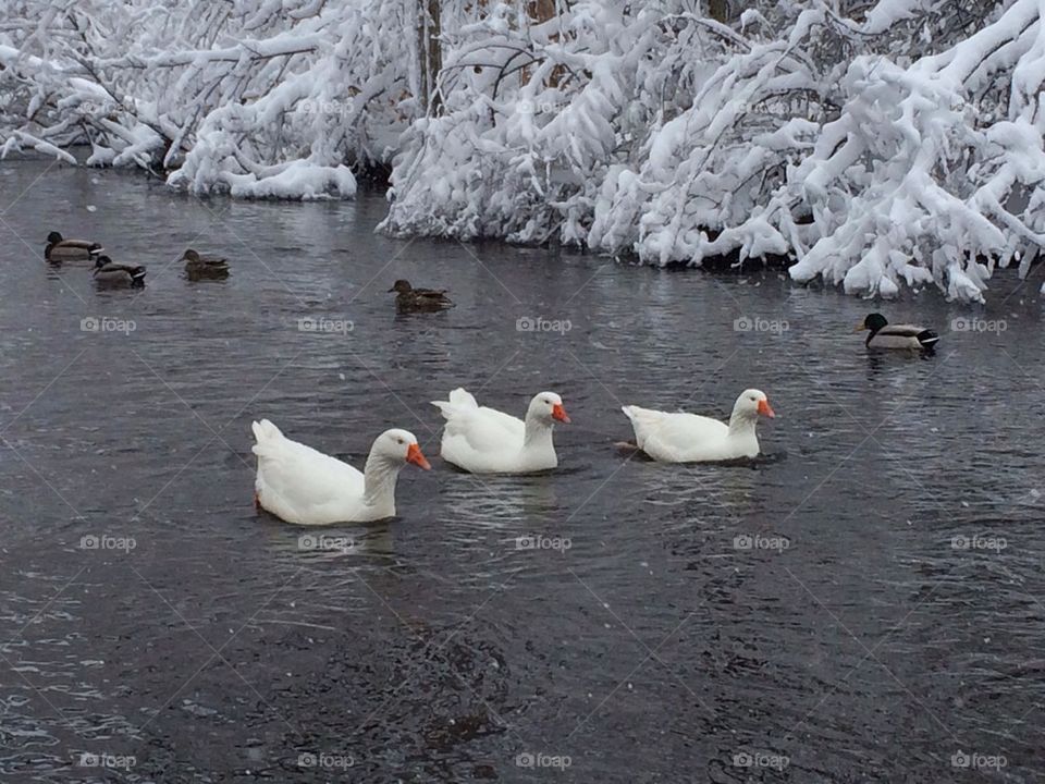 White Geese in Winter Wonderland