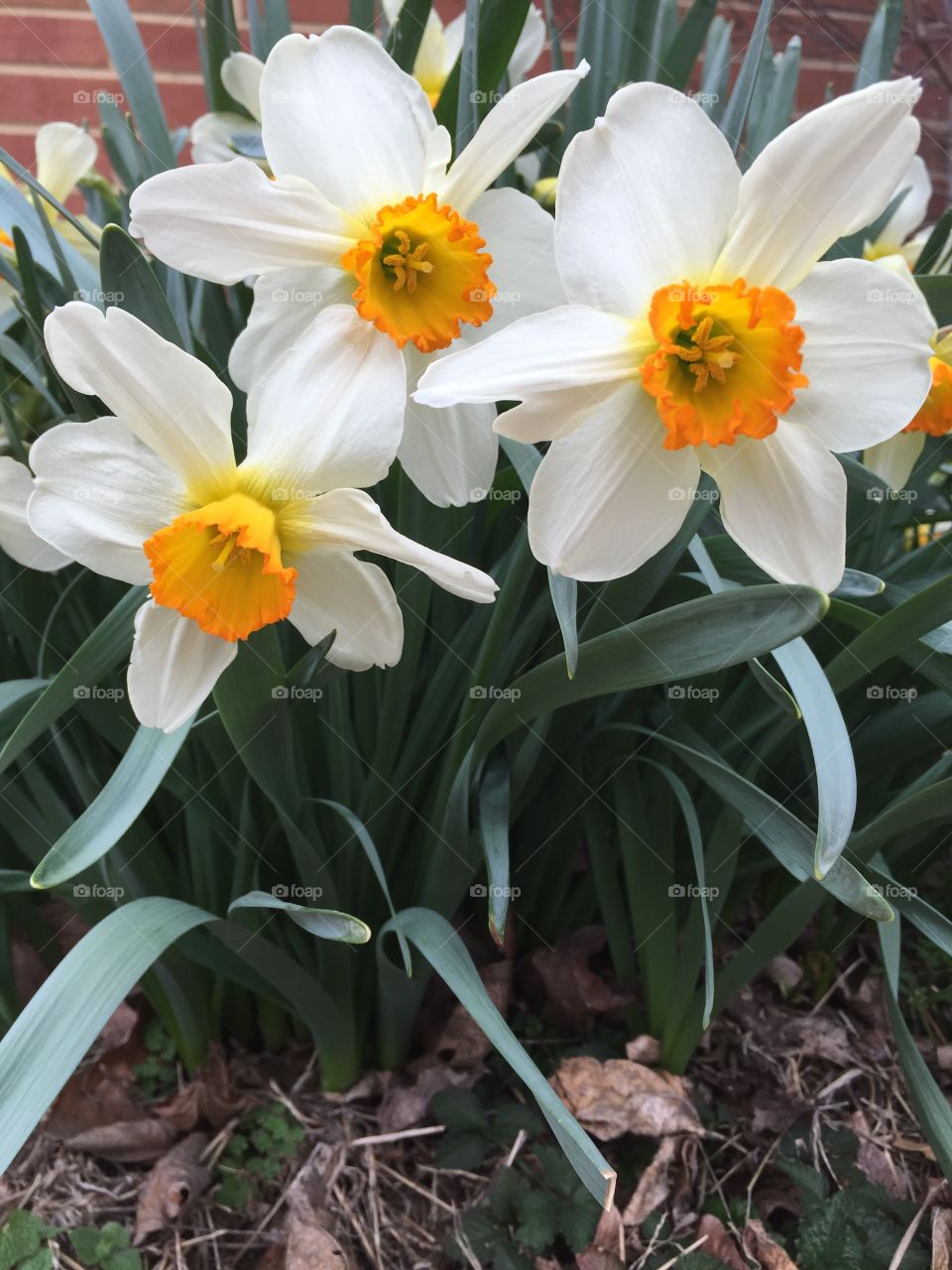 Spring flowers are here 