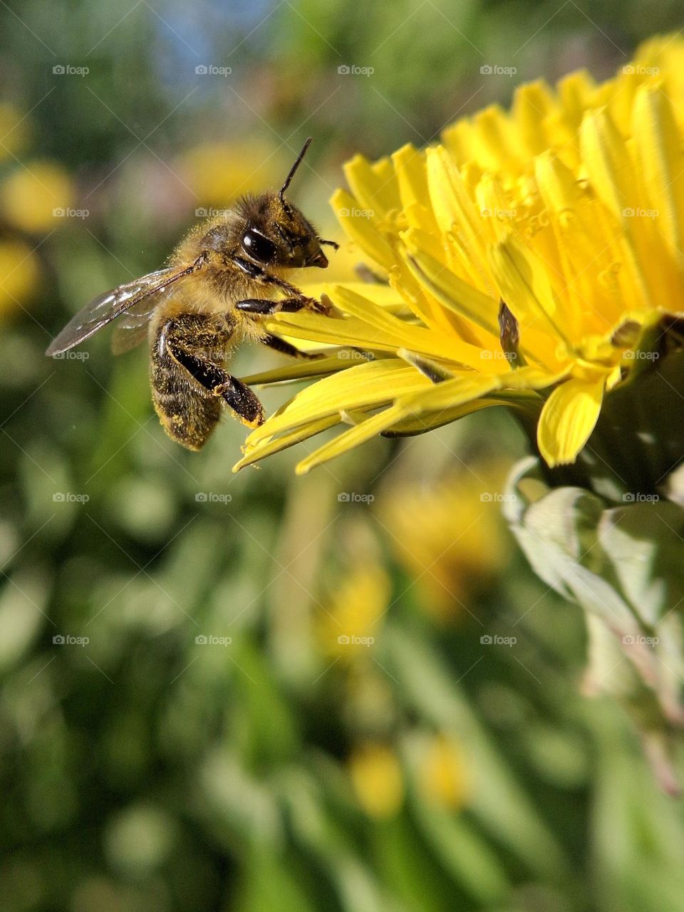random photo of a honey bee about to land on a yellow dandelion to collect pollen for honey in the springtime