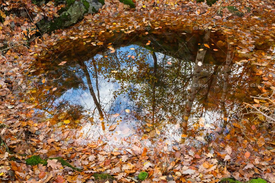 Water puddle in the forest at fall with lots of oak leaves and reflection from surrounding trees 
