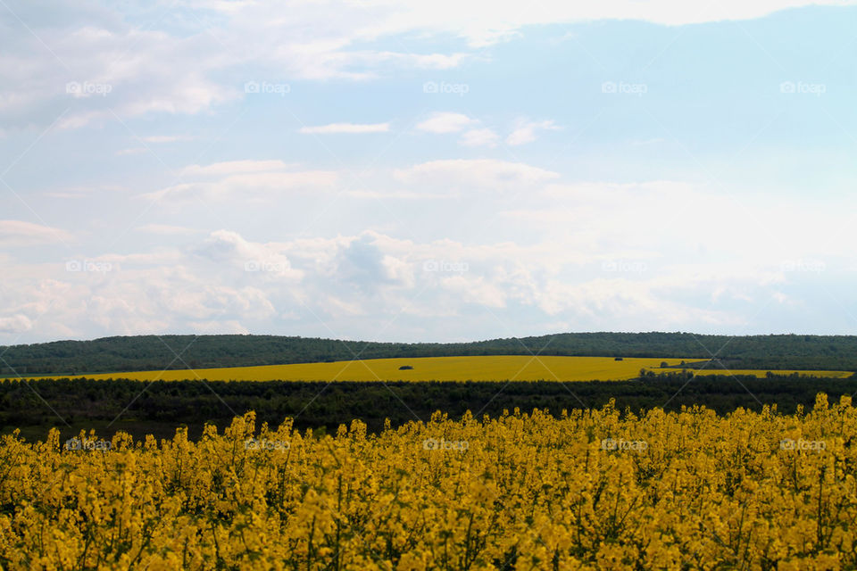 yellow fields
