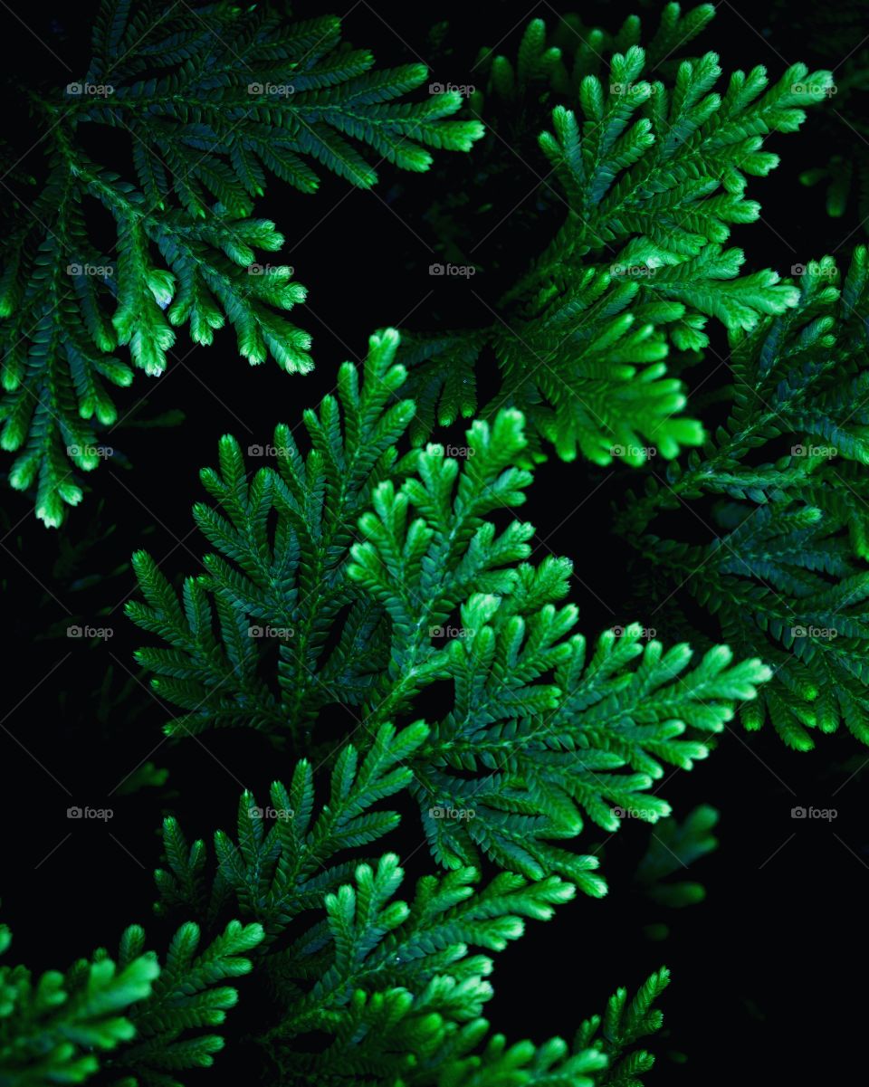 Green leaves pattern background,Dark green background, leaves texture