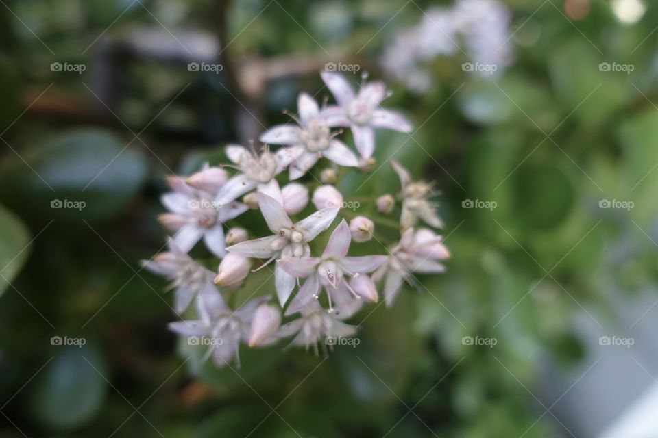 Star-shaped tiny flowers in the garden.