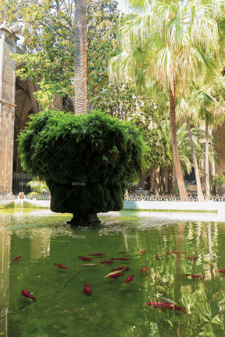 Fish in a garden fountain in Barcelona Cathedral. In the center there is a plant and in the water goldfish.