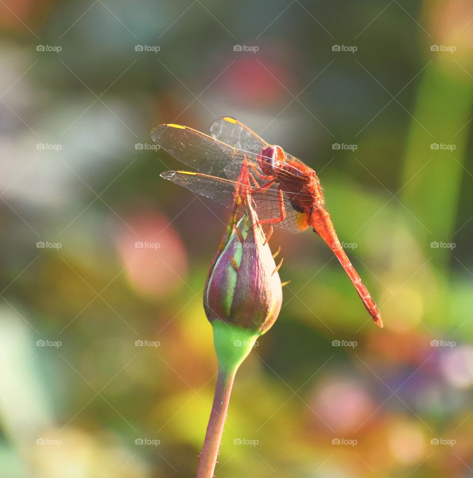 Dragon fly on the flower