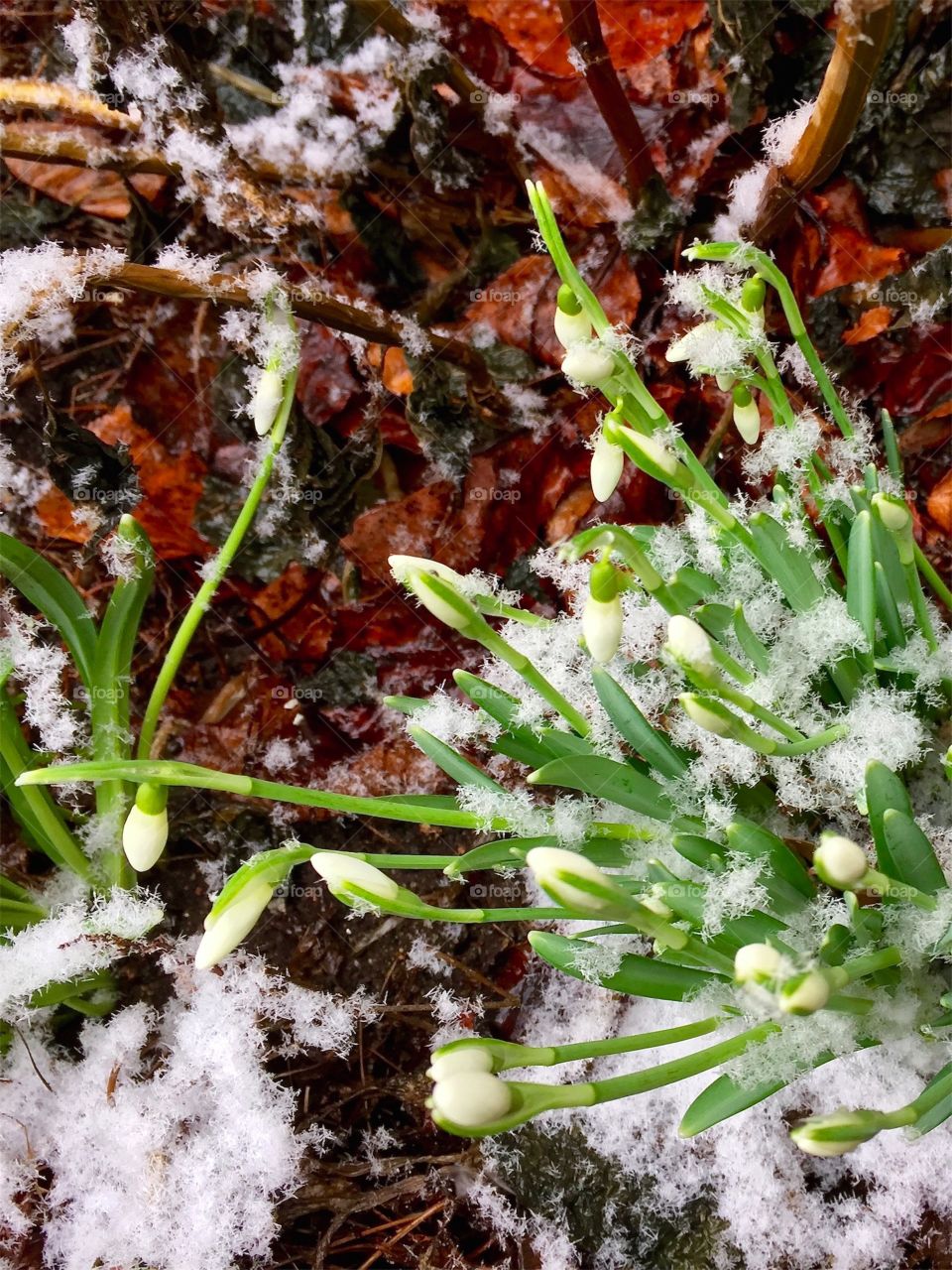 Snowdrops in bloom in the flowerbed with snow in March in Sweden.
