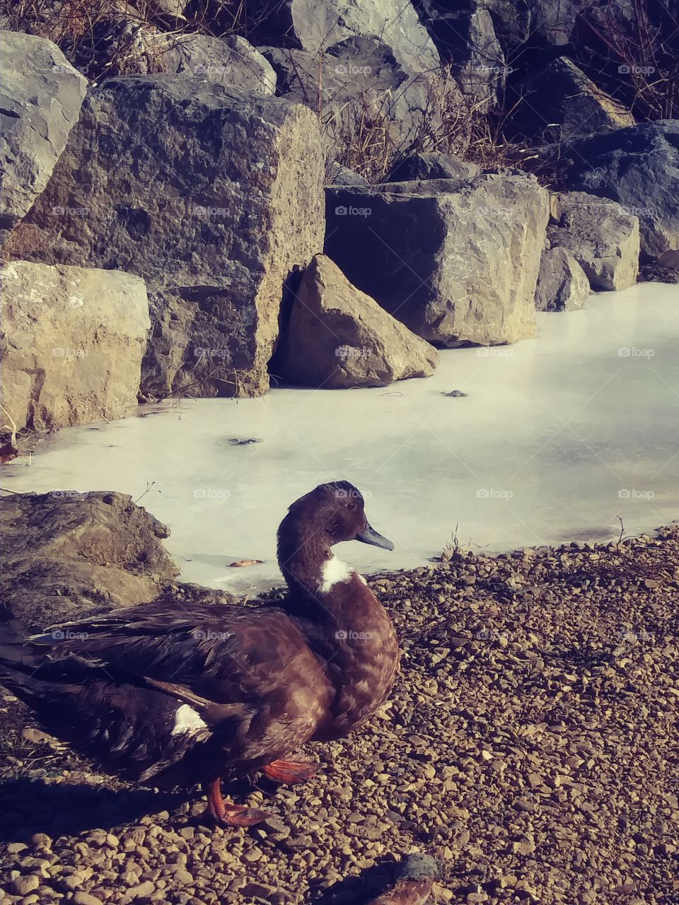 Frozen Fowl