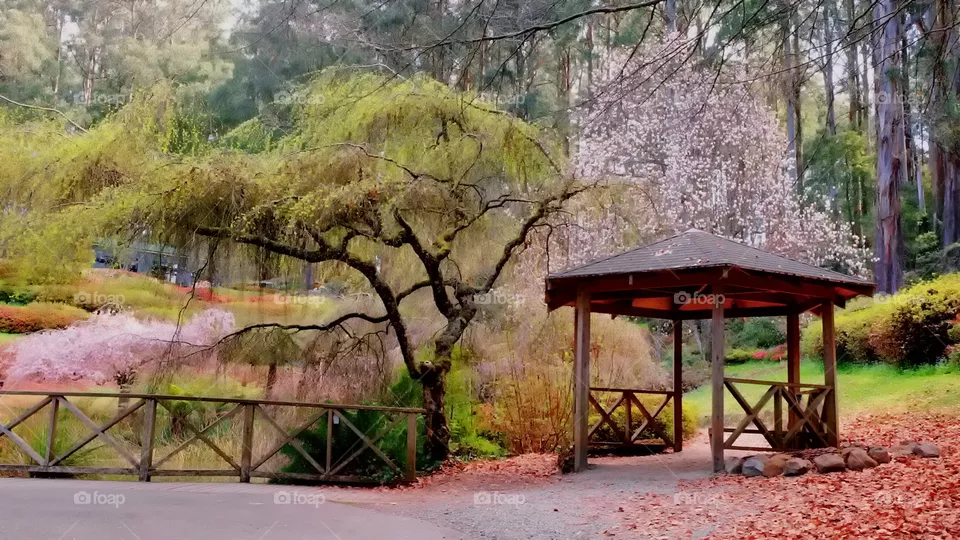 Cherry blossom season