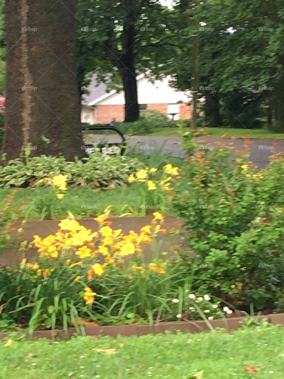 Neighbor has beautiful flowers these yellow flowers show what time of year it is.